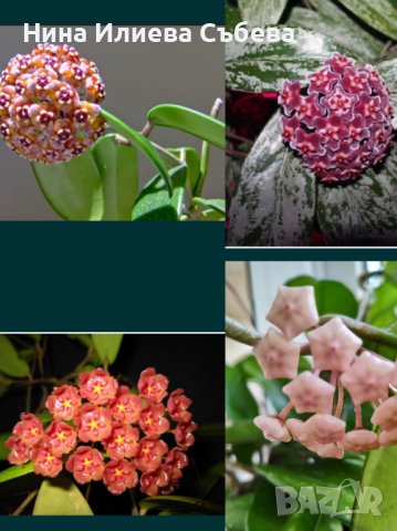 Хоя, восъчно цвете Krinkle, Krimson Queen,Kerrii,Trikolor, Sigillatis,Memoria,Gracilis , Red flower , снимка 12 - Стайни растения - 38144799