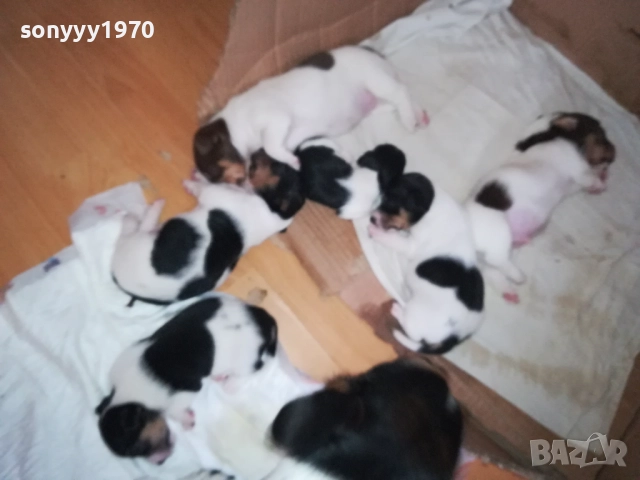 ДЖАК РЪСЕЛ БЕБЕТА-УНИКАЛНИ СЛАДУРИ 250ЛВ ЗА ЕДНО 0109251927, снимка 2 - Джак ръсел териер - 51570062