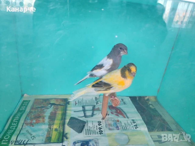Канари , снимка 1