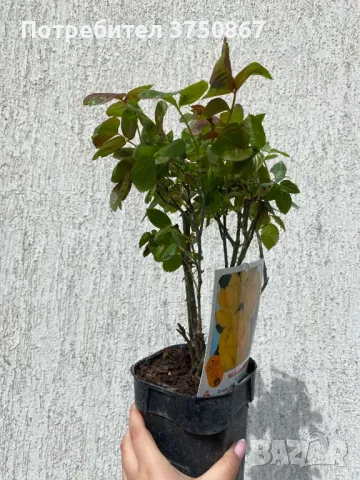 🌹 РОЗА 🌹 MICHELANGELO ® Meitelov 🌹, снимка 5 - Градински цветя и растения - 49671901