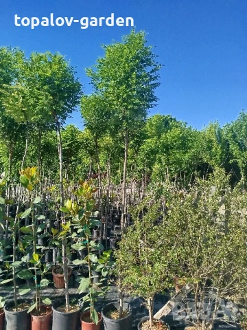 Кълбовидна акация. Robinia Pseudoacacia Umbraculifera, снимка 2 - Градински цветя и растения - 25292987