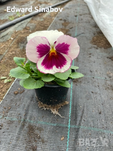 Теменужки с едри цветове, снимка 14 - Градински цветя и растения - 53468468