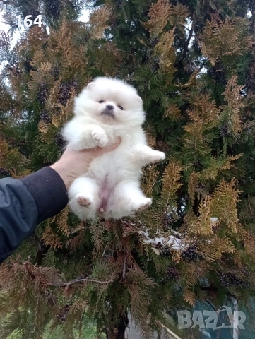 Женски Померан. Реални снимки от 15.02.26 г. , снимка 3 - Померан - 53485750