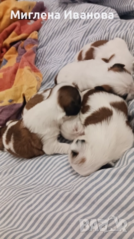 Ши тцу, снимка 6 - Ши Тцу - 52447041