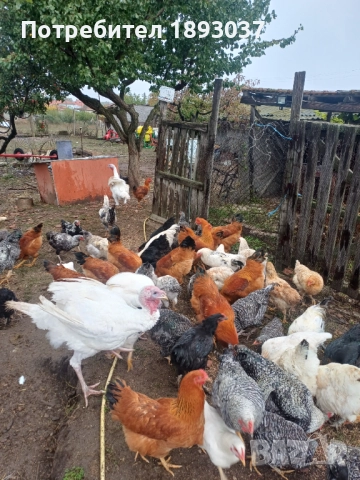 Продавам пуяци, снимка 2 - други­ - 52207566