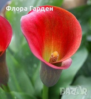 КАЛА, ГЛОКСИНИЯ - Грудки - ПРЕДВАРИТЕЛНИ ПОРЪЧКИ, снимка 4 - Градински цветя и растения - 53659916