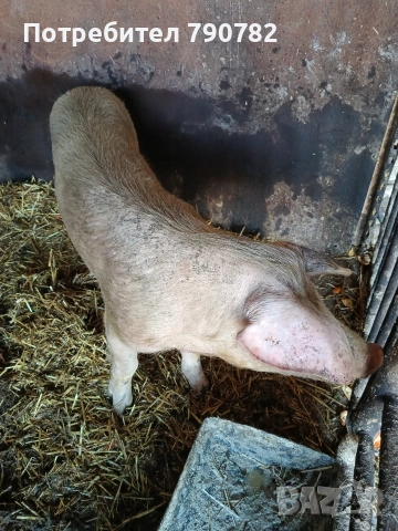Мъжко прасе НЕ СКУПЕНО., снимка 3 - Прасета - 53854421