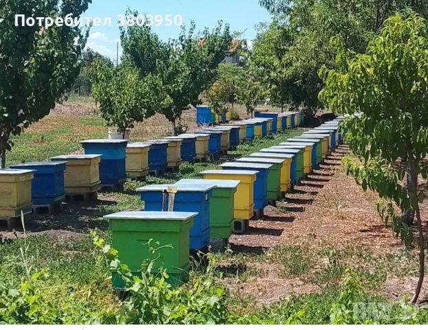 Пчелни семейства, снимка 1 - За пчели - 41734176
