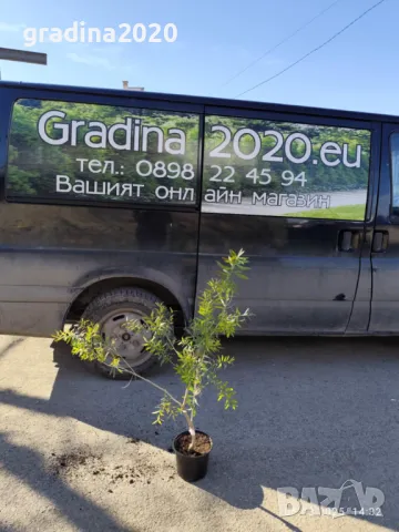 Калистемон (Callistemon citrinus), снимка 3 - Разсади - 49522017