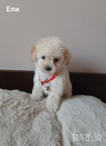 Малтипу/той пудел момиче и момче