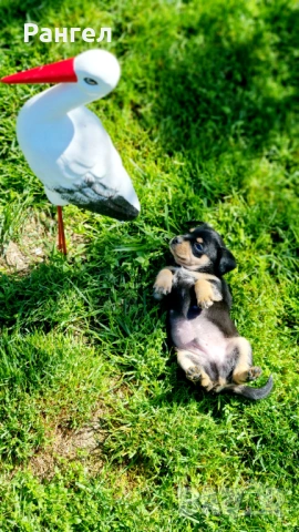 Пинчери , снимка 5 - Пинчер - 53706784