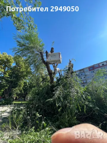 Премахване и кастрене на опасни дървета, снимка 3 - Други услуги - 49334998