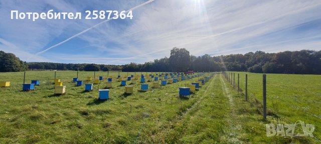 Пчелен мед , снимка 3 - Пчелни продукти - 41775342