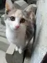 подарявам женско коте на 3 месеца, снимка 1