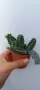 Huernia zebrina, снимка 4