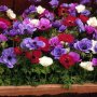 Анемоне , снимка 1 - Градински цветя и растения - 44357246