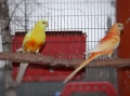 Пойни Папагали, снимка 13