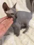 Канадски сфинкс момченце , снимка 5