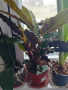 Калатея микс в саксия, снимка 1 - Стайни растения - 44568115