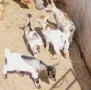 продавам мини козички, снимка 2