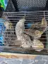 Продавам пъдпъдъци на 20дни, снимка 4