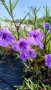 Руелия, Мексиканска петуния, Ruellia Purple Mexican Petunia!!!, снимка 12