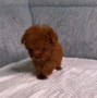 Teacup Пудел, снимка 2