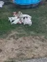 Джак ръсел териер , снимка 8