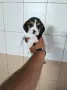 Бигъл елизабет.           , снимка 4