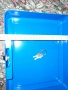 Синя метална кутия, снимка 3