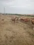 Стадо крави симентал , снимка 3