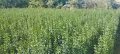 🌿Лигуструм - Жив плет🌿(0.70лв), снимка 9
