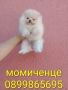 Мини момиченце. Померан., снимка 1