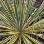 Градинска Юка - Yucca Filamentosa bright edge, снимка 1 - Градински цветя и растения - 42704280