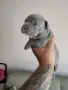 Топ Американско були покет American bully , снимка 11