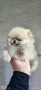 Померан момиче , снимка 4