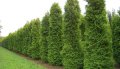 Западна Туя Брабант - Thuja occidentalis Brabant, снимка 4