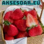 100 бр. ягодови семена от гигантска ягода градинско плодово растение, сладки и вкусни червени ягоди , снимка 2