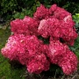 💞🌿☀️ Hydrangea paniculata 'Warm Red' Хортензия метличеста „Warm Red“, снимка 1