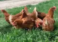Продавам домашни яйца от свободно отглеждани кокошки , снимка 3