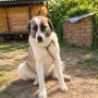 Продавам българска овчарка, снимка 3