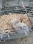 Продавам мини зайчета бебета, снимка 4
