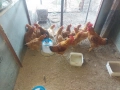 Кокошки и петли от породите ню хемпшер,катунски,светъл съсекс., снимка 2
