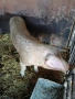 Мъжко прасе НЕ СКУПЕНО., снимка 3