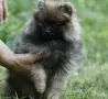 Померан Померанче на 2 месеца, снимка 6