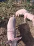Продавам малки прасенца , снимка 2