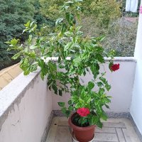 Продава китайска роза, снимка 5 - Стайни растения - 42449718