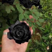 ЧЕРНА РОЗА, Рядък сорт семена на роза, ” Black Night ”, снимка 1 - Сортови семена и луковици - 29278138