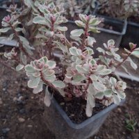 СЕДУМ ТРИКОЛОР Sedum spurium Tricolor

, снимка 1 - Градински цветя и растения - 42097732