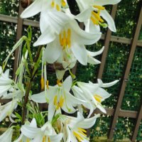 🎉Заявки само пролетта Божествено ухание Бял лилиум (Lilium candidum,  White lily), снимка 1 - Градински цветя и растения - 41484830